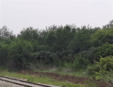 Prayagraj Power Generation Company LTd.