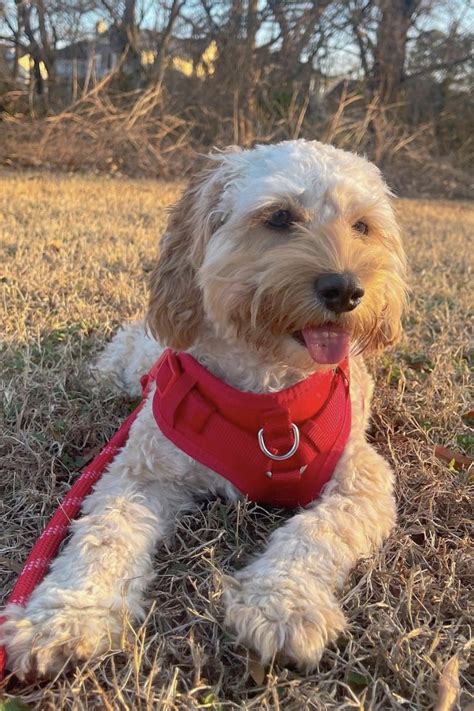 Image result for Mini Cockapoo