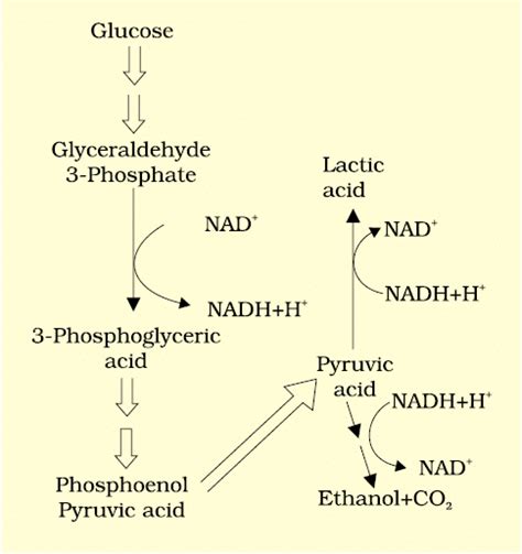 Respiration in Plants Chapter Notes - Biology Class 11 - NEET PDF Download