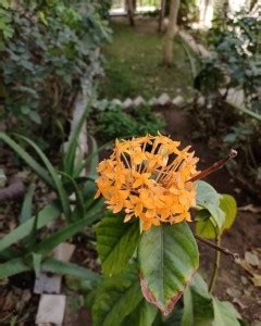 Cloud Farm Trothic Ixora/Chethi Plant Price in India - Buy Cloud Farm ...
