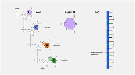 Does Rna Contain Uracil