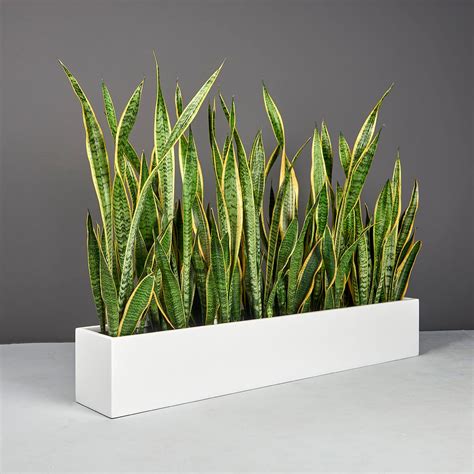 Rectangular Potted Plants