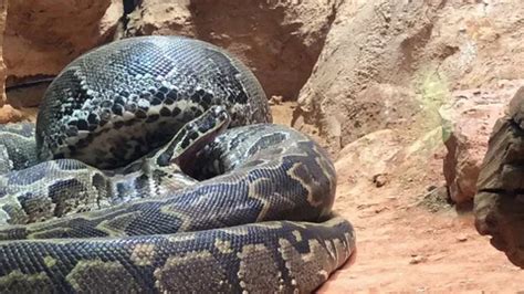 African Rock Python Eating 的图像结果