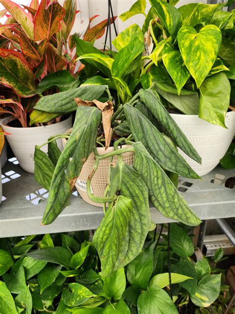 Wally world struck again : r/plantabuse