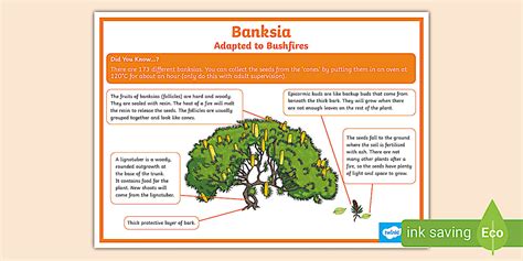 Banksia Bushfire Adaptations Poster (teacher made) - Twinkl