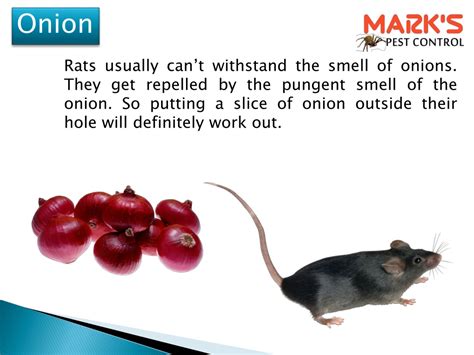 PPT - How to Get Rid of Rats | Rat Control Tips PowerPoint Presentation ...