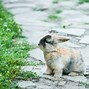 Image result for Cute Bunny Stuffy