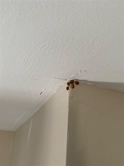 A small group of ladybugs congregate in the same corner of my house ...