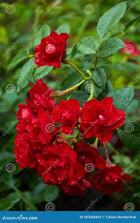 Bella Rama Con Rosas Rojas En La Naturaleza Imagen de archivo - Imagen de arbusto, follaje ...