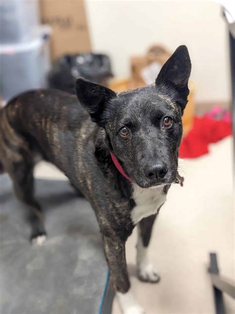 Humane Society Of Truckee