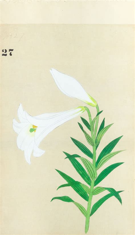 JAPANESE (Late 19th Century) - Lilies 27 – Arader Galleries