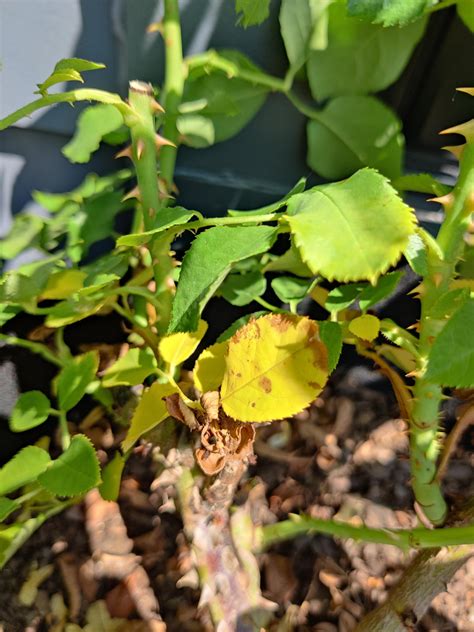 Rose leaves yellowing quickly : r/plantclinic