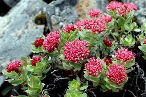 RHODIOLA ROSEA – RialPharma