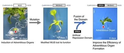 Improving the Efficiency of Adventitious Shoot Induction and Somatic ...