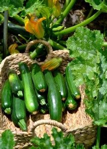 VibeX ® XXL-502 Black Beauty Zucchini Squash Seed Price in India - Buy ...