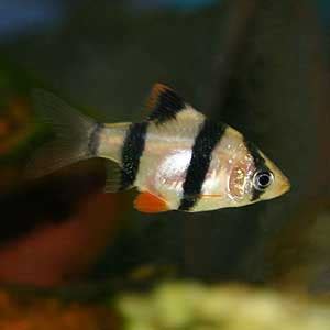 Buy Tiger Barb Aquarium Fish Online - AQUAStore.in