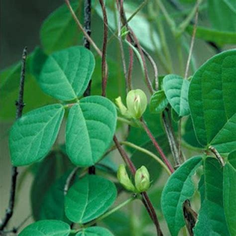 Buy Green Manuring Seeds online from Nurserylive at lowest price.