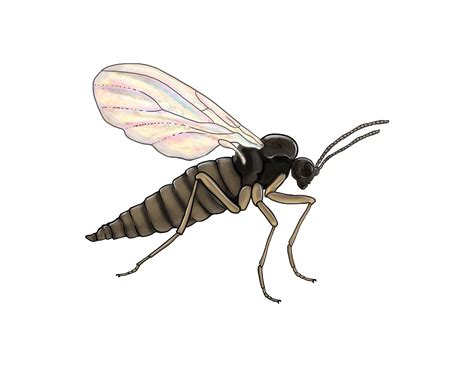 Codling moth - Biocontrol, Damage and Life Cycle