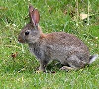 Image result for Forest Rabbit