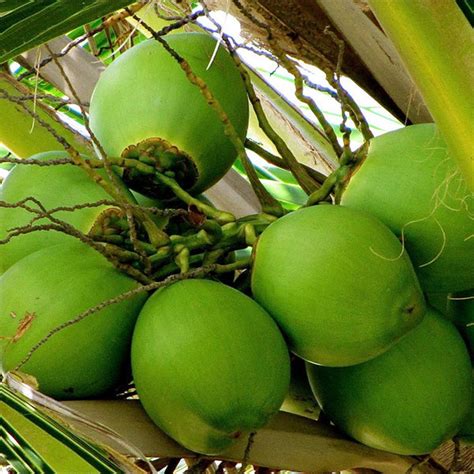 Coconut-Hybrid- Fruit Plants & Tree – Exotic Space