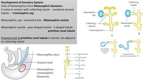 Development of urogenital system I | PPTX