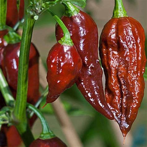 DROXTY ® XX-139-Chocolate Ghost Pepper Chilli Seeds Seed Price in India ...