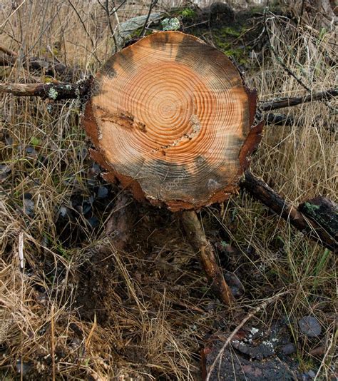 Image result for Cut Log