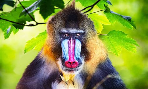 Image result for Primate Evolution Tree