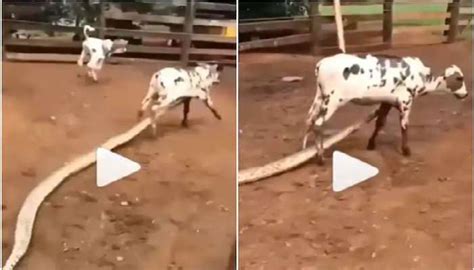 Python Eating Cow 的图像结果