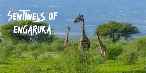 Sentinels of Engaruka – Free Film Screening + Q&A, Bernardsville Cinema ...