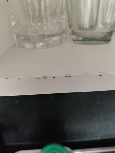 [Identification] What are these small "ants" that I found in kitchen ...