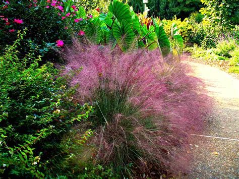 Ornamental Grasses Full Sun