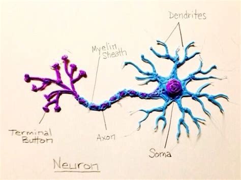 Image result for Neuron Project with Thread