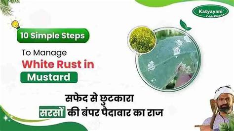 White Rust in Mustard | Symptoms, Causes & Management Tips