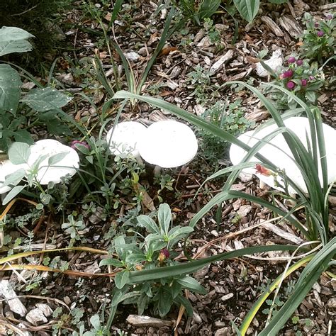 Psalm 24 King James Version (KJV) 24 The earth is the Lord's, and the ...