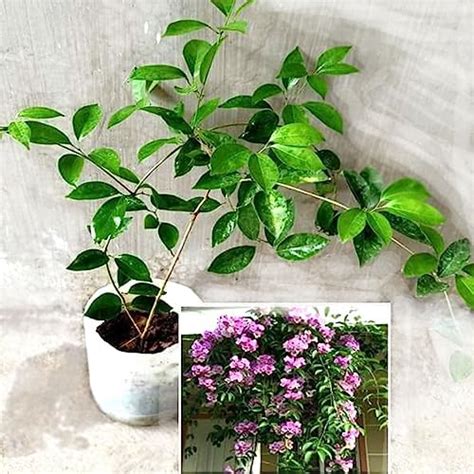 myBageecha- Garlic Vine Live Flowering Plant Outdoor Garden Balcony ...