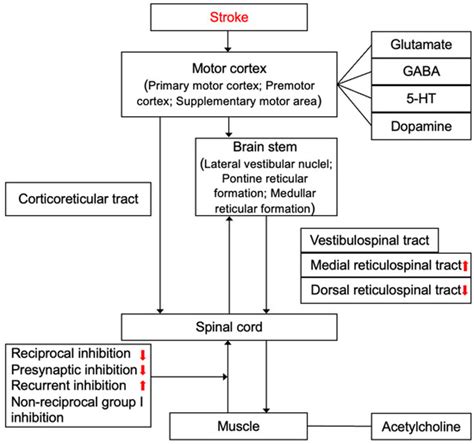 Pathophysiology and Management Strategies for Post-Stroke Spasticity ...