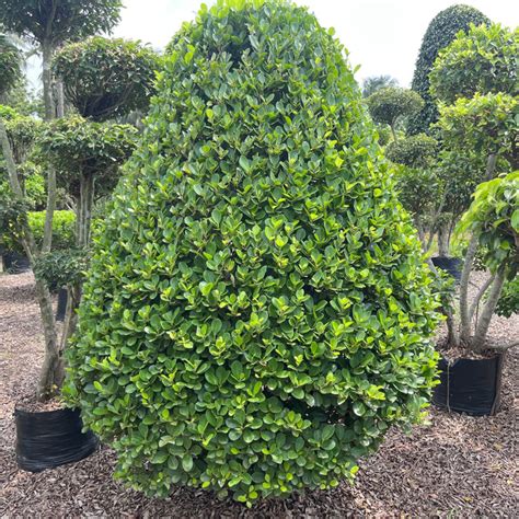 Cone-Shaped Ficus Plant for Sale — Saharanpur Nursery