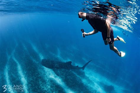 When is the whale shark season in Exmouth? | Three Islands
