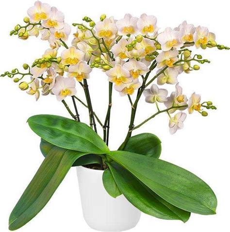 Orchid Care | Agribizz