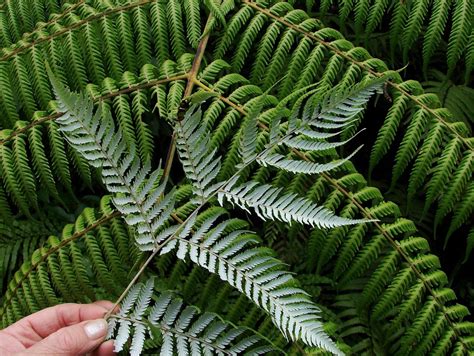 The 4 Basics of Growing Ferns Indoors