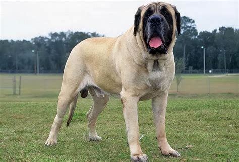 世界十大恶犬排名图图片
