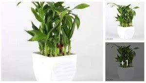 lucky bamboo plant Two Layer Bamboo Plant Price in India - Buy lucky ...