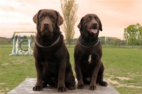 Image result for 2 Labrador Retriever