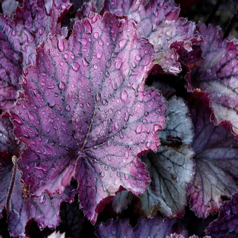 Heuchera X Northern Exposure Purple Coral Bells | SiteOne