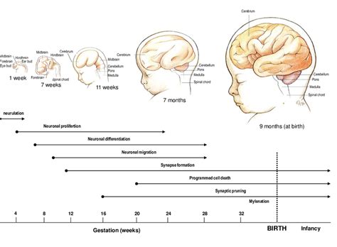 Brain Development 的图像结果