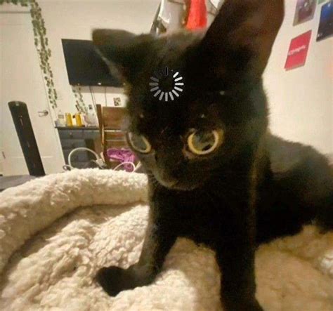 Image result for Scared Cat PFP