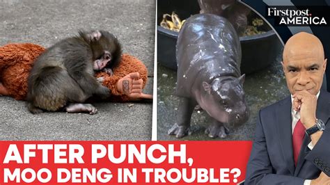 Thailand: Fans Concerned Over Moo Deng’s Living Conditions, Zoo Issues ...