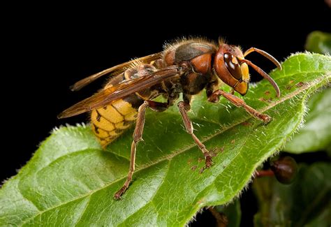 Pest Control Service - Hornets - All American Termite and Pest Control ...