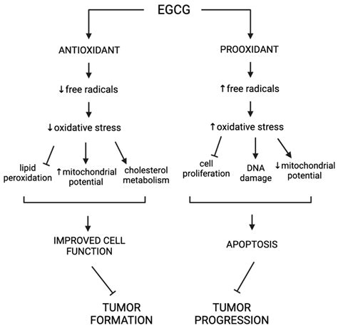Green Tea in Reproductive Cancers: Could Treatment Be as Simple?